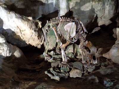SAM 1395  Gerippe in der Bärenhöhle von einem Urzeitbärenjunges