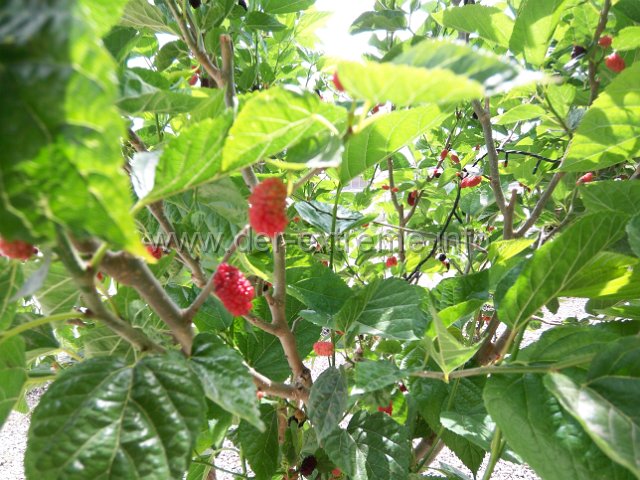 100_2032.JPG