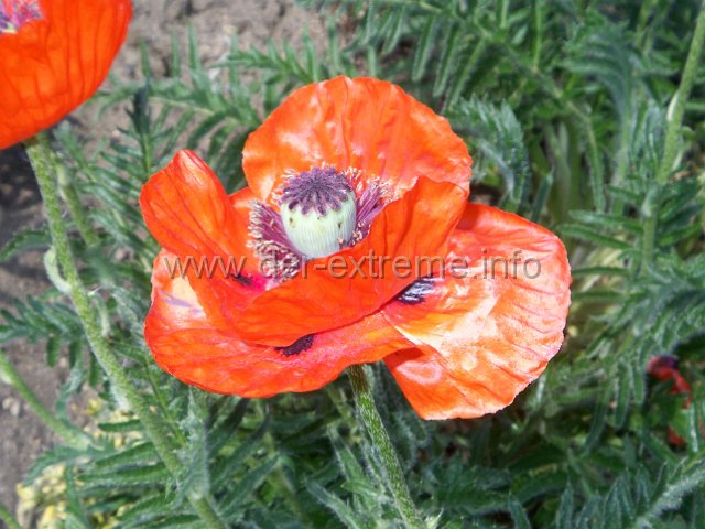 100_2287.JPG