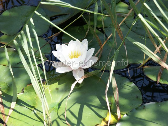 PICT0061.JPG