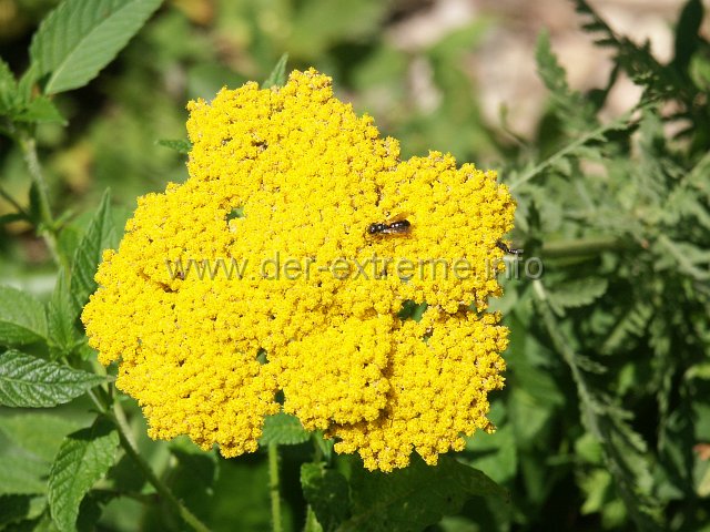 PICT0066.JPG