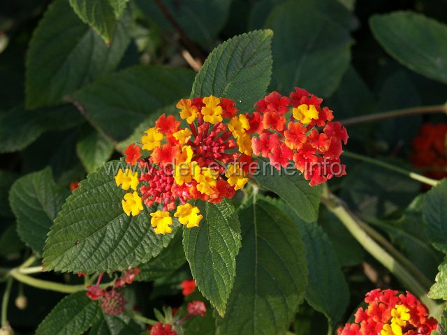 PICT0784.JPG