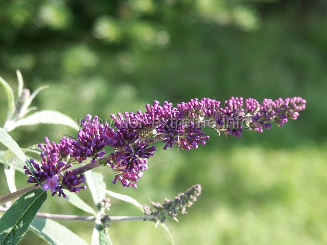 PICT1087.JPG