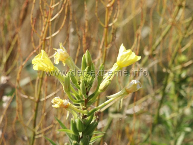PICT1104.JPG