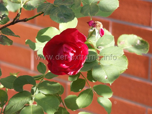 PICT1110.JPG