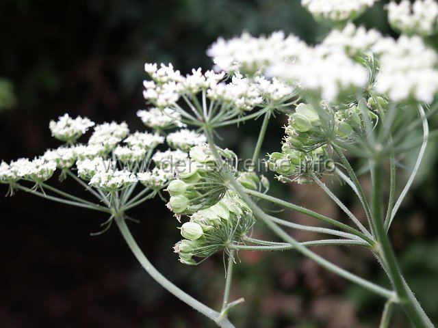 PICT2055.JPG