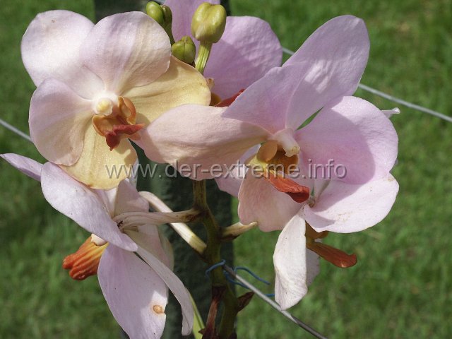 PICT3937.JPG