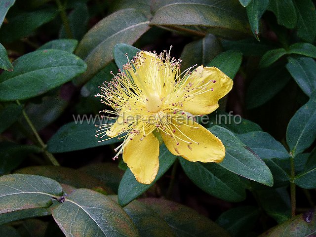 gelbeblume3.jpg