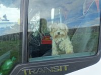 Unser Wachhund