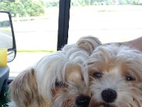 Die Hundchen werden unterwegs verwöhnt :-)