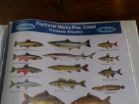 und die Fische