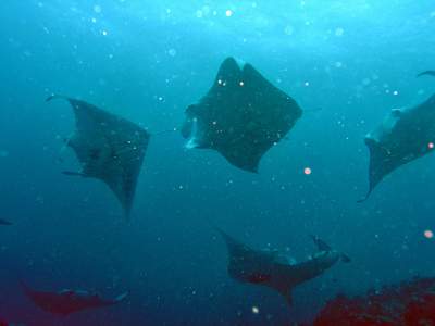 Riesige Mantas - Super Erlebnis!