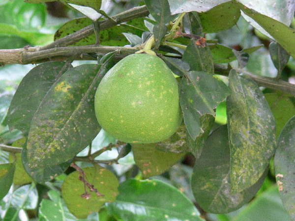 image170