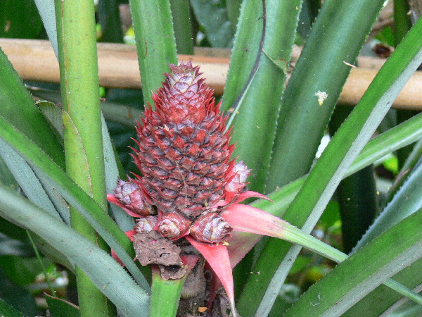 image38