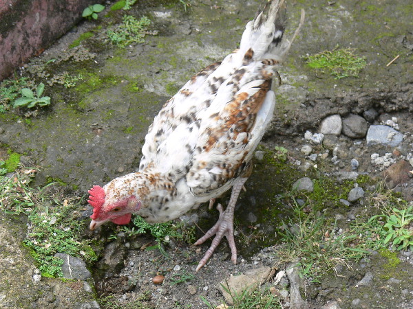 image50
