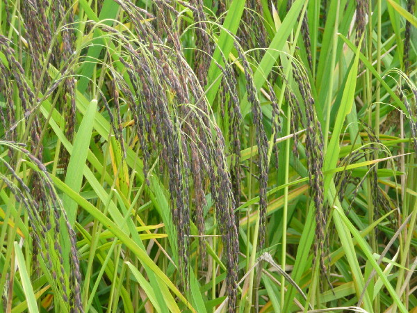 image80