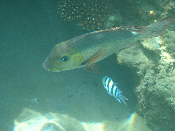 image102