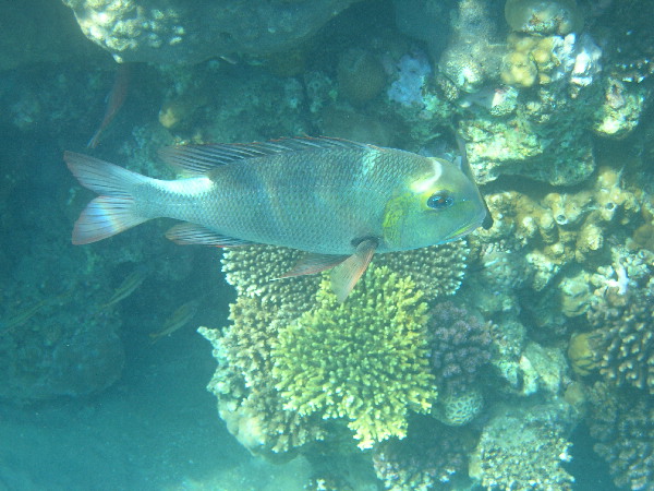 image113