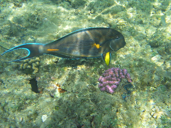 image12