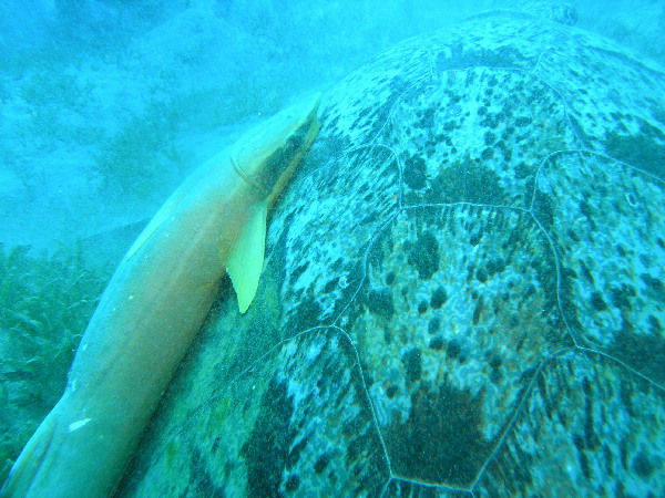 image33