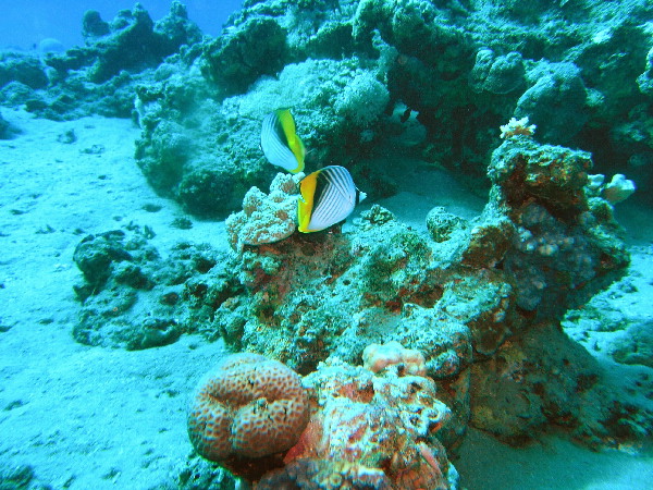 image35