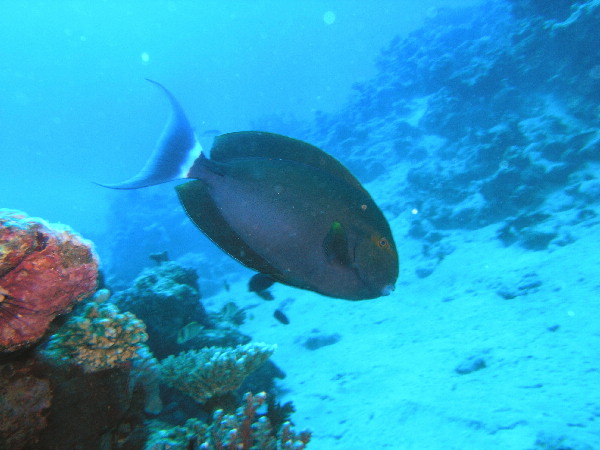 image38