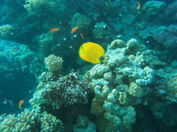 image6