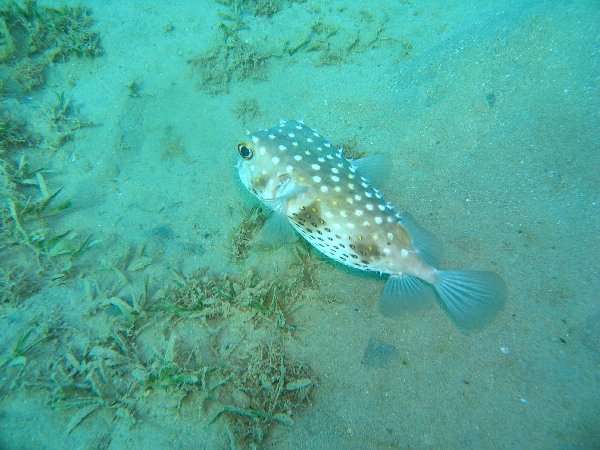 image67