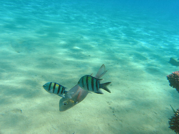 image75