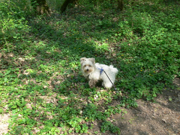 image28