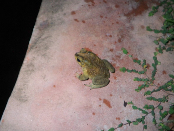 image41