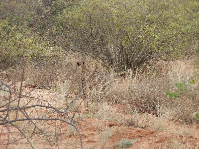 image38
