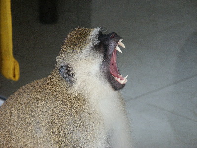image6