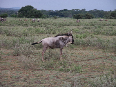 image74
