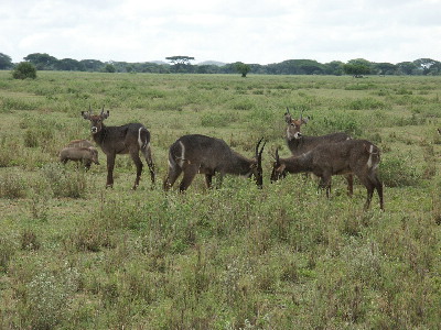 image91