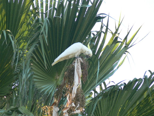 image44