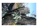 thumbnail231