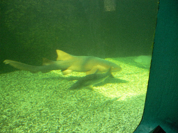 image30