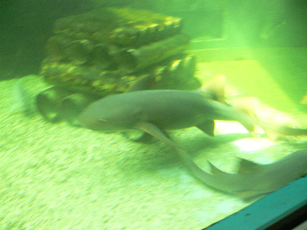 image33