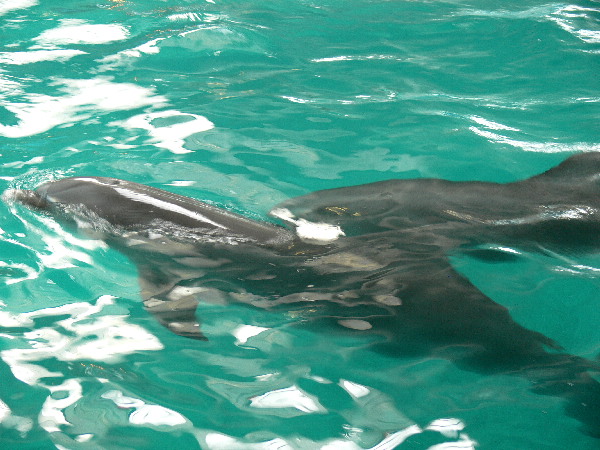 image35
