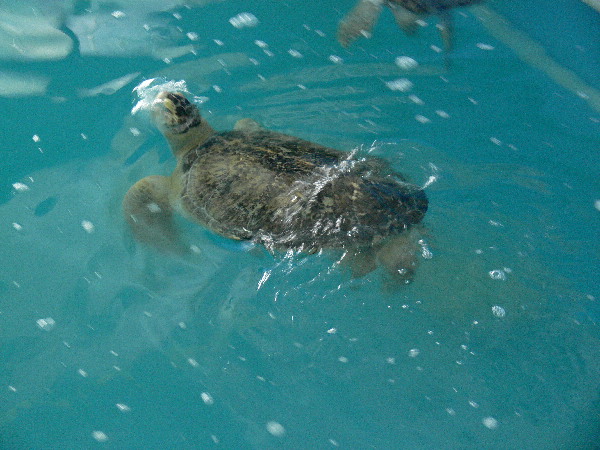 image36