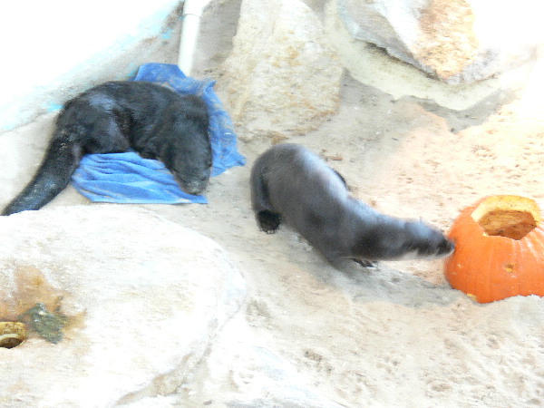 image38