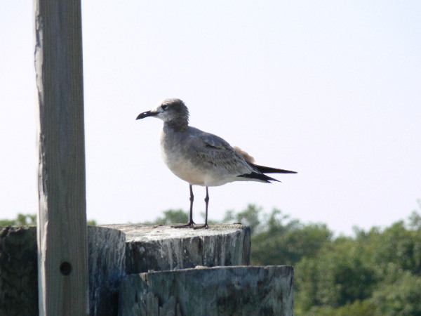 image71