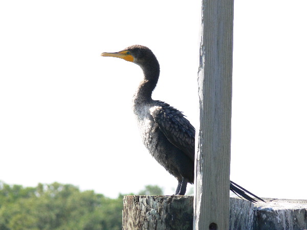 image72