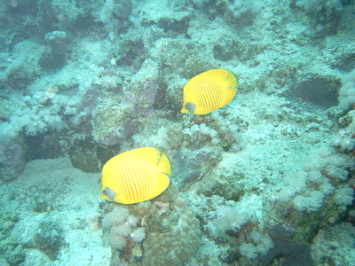 image10