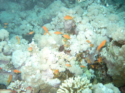 image12
