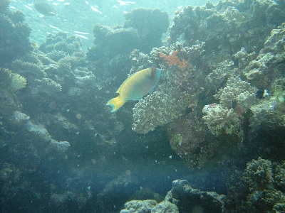 image16