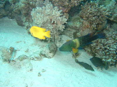 image21