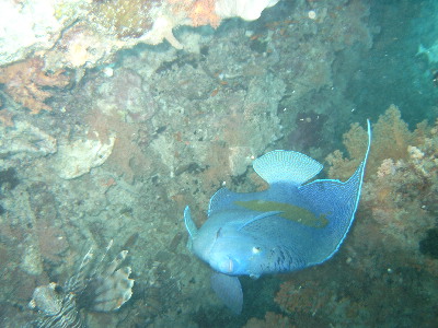 image28