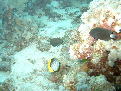 image3